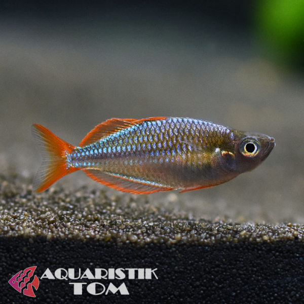 Diamant Regenbogenfisch, Melanotaenia praecox